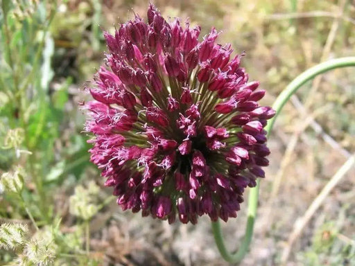 Allium Drumstick Bulbs - sphaerocephalum,Persian Onion - 6/+ cm Perennial Bulb. - Caribbean garden seed