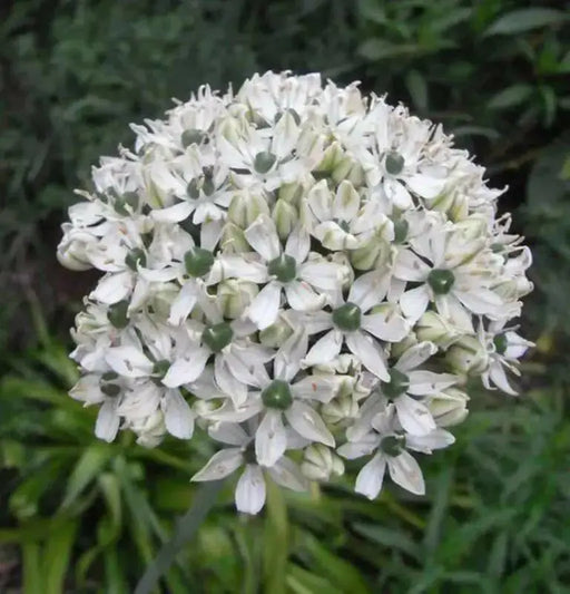 Allium nigrum BULBS, ,PERENNIAL WHITE FLOWERS - Caribbean garden seed