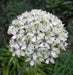Allium nigrum BULBS, ,PERENNIAL WHITE FLOWERS - Caribbean garden seed