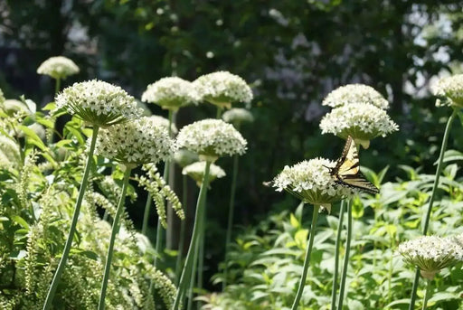 Allium nigrum BULBS, ,PERENNIAL WHITE FLOWERS - Caribbean garden seed