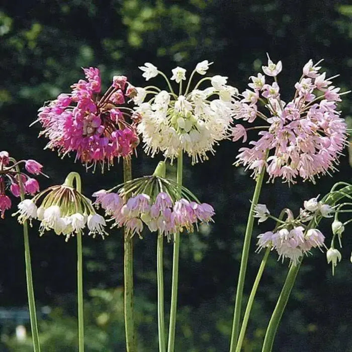 Allium cernuum (Nodding Onion) flower Seeds - Caribbean garden seed