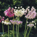 Allium cernuum (Nodding Onion) flower Seeds - Caribbean garden seed