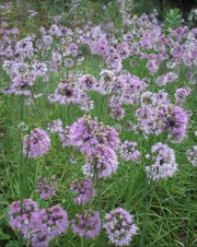 Allium cernuum (Nodding Onion) flower Seeds - Caribbean garden seed