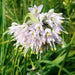 Allium cernuum (Nodding Onion) flower Seeds - Caribbean garden seed