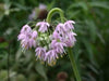 Allium cernuum (Nodding Onion) flower Seeds - Caribbean garden seed