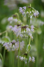 Allium cernuum (Nodding Onion) flower Seeds - Caribbean garden seed