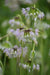 Allium cernuum (Nodding Onion) flower Seeds - Caribbean garden seed
