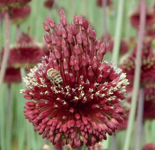 Allium Forelock - Bulbs, 20/+ cm ! - Caribbean garden seed