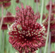 Allium Forelock - Bulbs, 20/+ cm ! - Caribbean garden seed