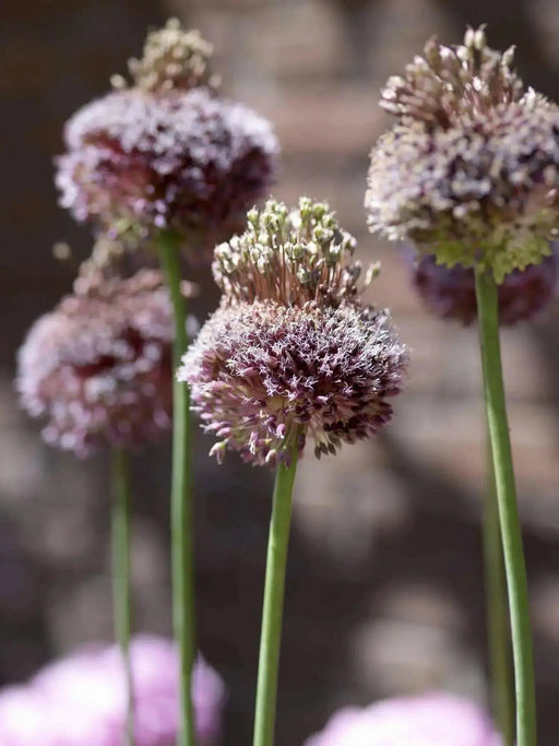 Allium Forelock - Bulbs, 20/+ cm ! - Caribbean garden seed