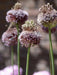 Allium Forelock - Bulbs, 20/+ cm ! - Caribbean garden seed
