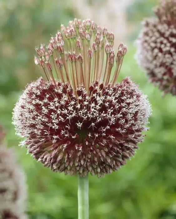 Allium Forelock - Bulbs, 20/+ cm ! - Caribbean garden seed