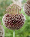 Allium Forelock - Bulbs, 20/+ cm ! - Caribbean garden seed