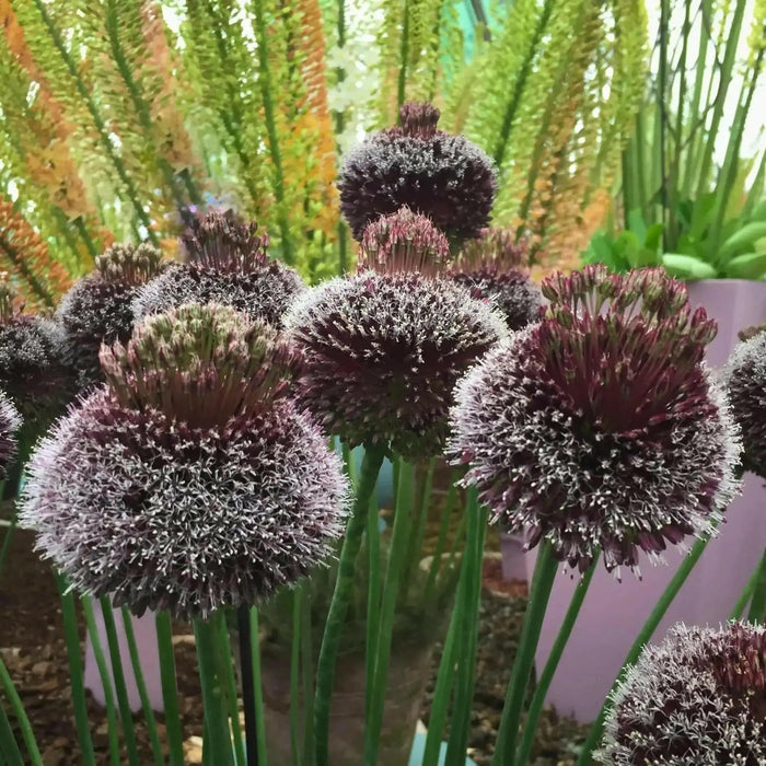 Allium Forelock - Bulbs, 20/+ cm ! - Caribbean garden seed