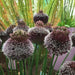 Allium Forelock - Bulbs, 20/+ cm ! - Caribbean garden seed