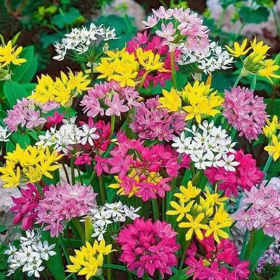 ALLIUM MIXTURE, bulbs Size 5/7 cm Perennial - Caribbean garden seed
