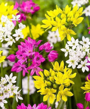 ALLIUM MIXTURE, bulbs Size 5/7 cm Perennial - Caribbean garden seed