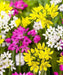 ALLIUM MIXTURE, bulbs Size 5/7 cm Perennial - Caribbean garden seed