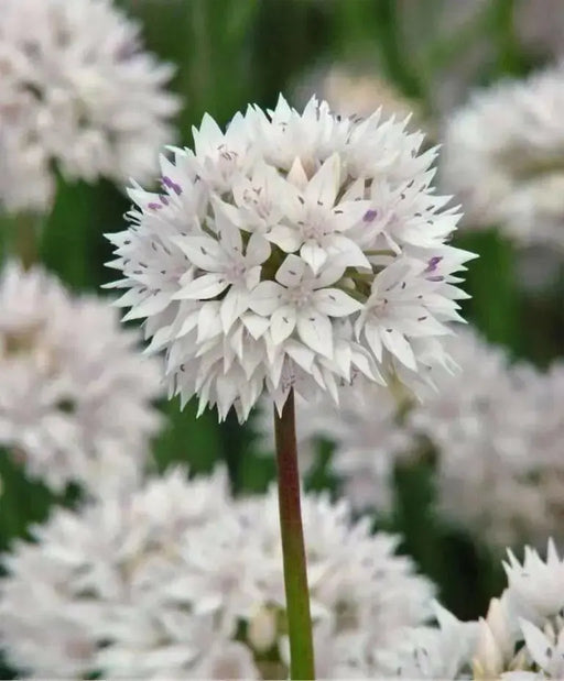 ALLIUM Graceful BEAUTY ,Flowers  Bulbs, Perennial - Caribbean garden seed