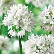 ALLIUM Graceful BEAUTY ,Flowers  Bulbs, Perennial - Caribbean garden seed