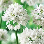 ALLIUM Graceful BEAUTY ,Flowers  Bulbs, Perennial - Caribbean garden seed