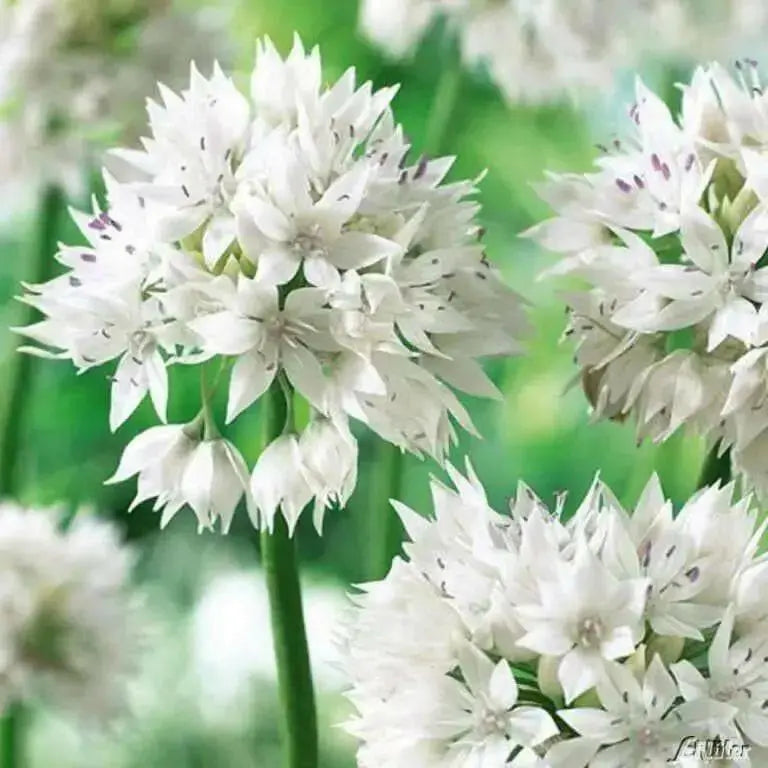 ALLIUM Graceful BEAUTY ,Flowers  Bulbs, Perennial - Caribbean garden seed