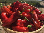 Aleppo pepper seeds,(Capsicum Annuum) biber in Turkish. Heirloom - Caribbean garden seed