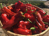 Aleppo pepper seeds,(Capsicum Annuum) biber in Turkish. Heirloom - Caribbean garden seed