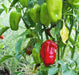 Aleppo pepper seeds,(Capsicum Annuum) biber in Turkish. Heirloom - Caribbean garden seed