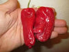 Aleppo pepper seeds,(Capsicum Annuum) biber in Turkish. Heirloom - Caribbean garden seed