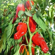 Aleppo pepper seeds,(Capsicum Annuum) biber in Turkish. Heirloom - Caribbean garden seed