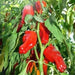 Aleppo pepper seeds,(Capsicum Annuum) biber in Turkish. Heirloom - Caribbean garden seed