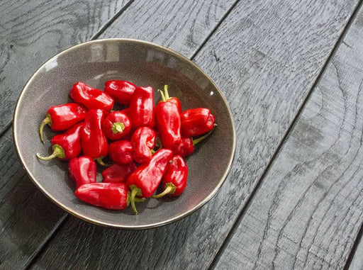 Aleppo pepper seeds,(Capsicum Annuum) biber in Turkish. Heirloom - Caribbean garden seed
