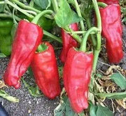 Aleppo pepper seeds,(Capsicum Annuum) biber in Turkish. Heirloom - Caribbean garden seed
