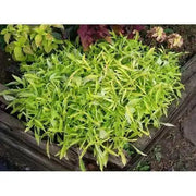 Alternanthera GREEN (LIVE STARTER PLANT) Joseph's coat -PERENNIAL  FOLIAGE - Caribbean garden seed