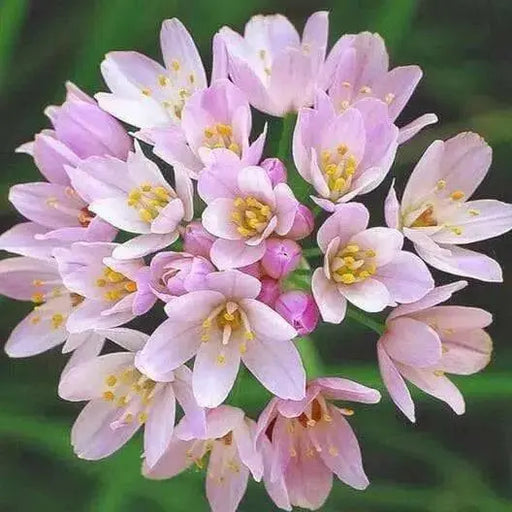 Allium roseum ,(BULBS) rosy garlic ,Perennial - Caribbean garden seed