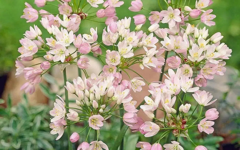 Allium roseum ,(BULBS) rosy garlic ,Perennial - Caribbean garden seed