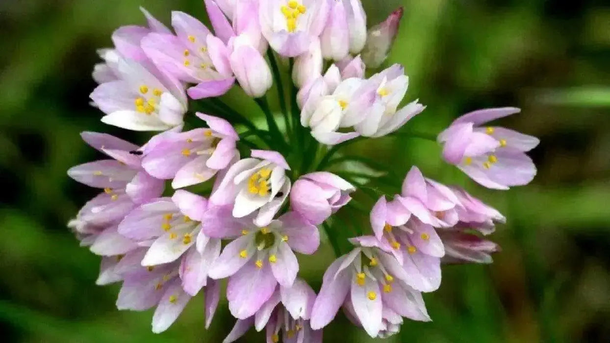 Allium roseum ,(BULBS) rosy garlic ,Perennial - Caribbean garden seed