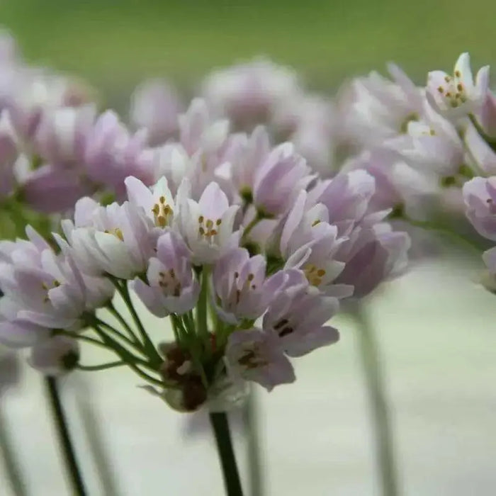 Allium roseum ,(BULBS) rosy garlic ,Perennial - Caribbean garden seed