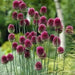 Allium sphaerocephalon (DRUMSTICK)-FALL PLANTING - Caribbean garden seed