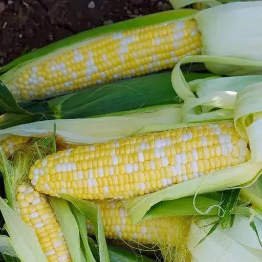 Allure  Sweet Corn Seeds ,Sweet Bicolor Corn ,ANNUAL VEGETABLE - Caribbean garden seed