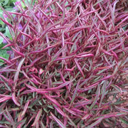 Alternanthera Burgundy Thread (LIVE STARTER PLANTS) FOLIAGE - Caribbean garden seed