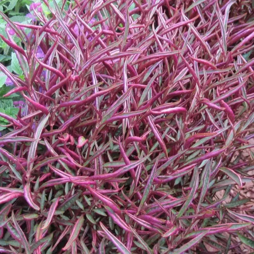 Alternanthera Burgundy Thread (LIVE STARTER PLANTS) FOLIAGE - Caribbean garden seed