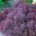 Alternanthera Burgundy Thread (LIVE STARTER PLANTS) FOLIAGE - Caribbean garden seed