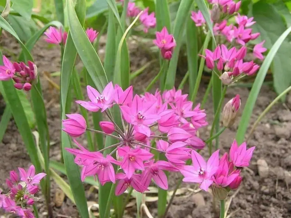ALLIUM Ostrowskianum, PERENNIAL flowers BULBS - Caribbean garden seed