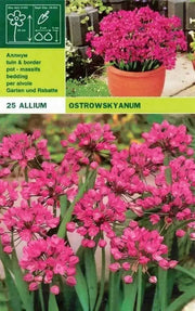 ALLIUM Ostrowskianum, PERENNIAL flowers BULBS - Caribbean garden seed