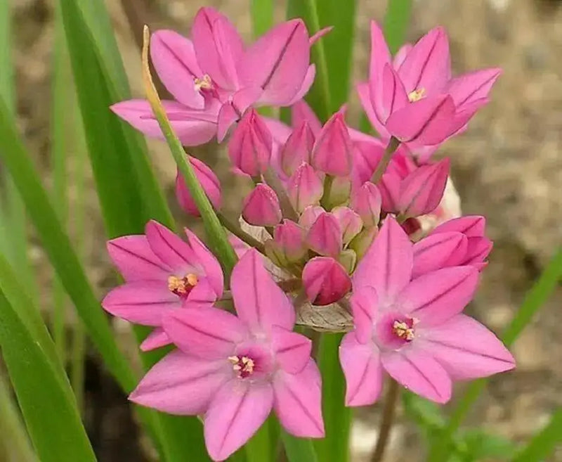 ALLIUM Ostrowskianum, PERENNIAL flowers BULBS - Caribbean garden seed