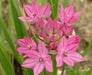 ALLIUM Ostrowskianum, PERENNIAL flowers BULBS - Caribbean garden seed