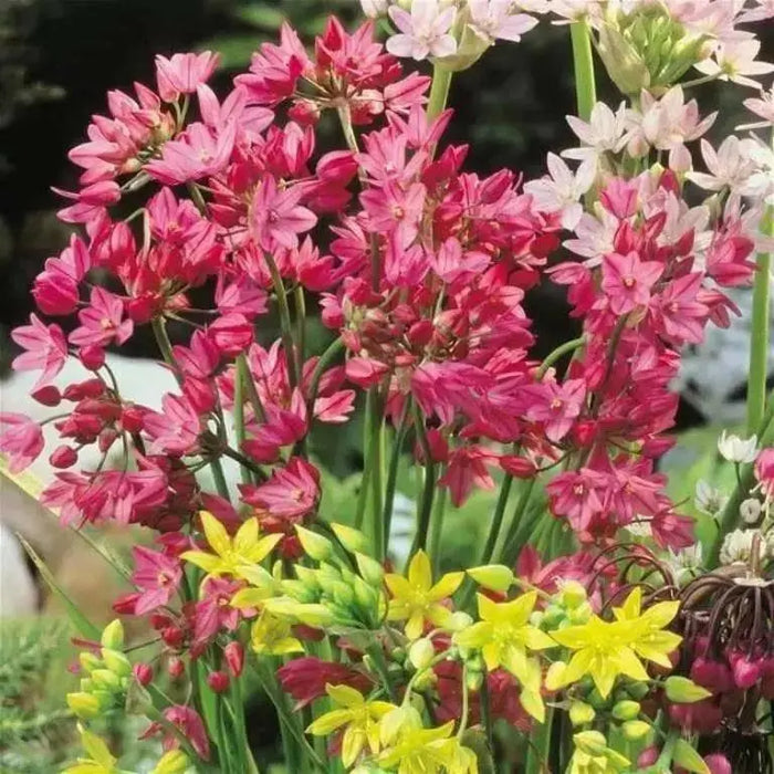 ALLIUM Ostrowskianum, PERENNIAL flowers BULBS - Caribbean garden seed