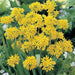 Allium Moly bulbs ,Perennial in Zones 4-8" Returns year after year - Caribbean garden seed